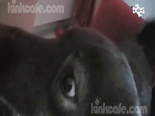Legs Spread Offering My Sore Pussy To The Other Dog