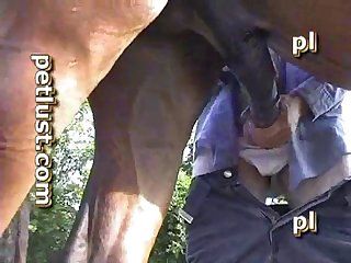 Petlust Bc33 Stud Boy