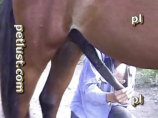 Petlust Bc33 Stud Boy