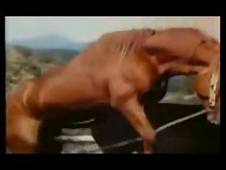 Good Sex With Donkey Animal Sex Zootube365.com 1