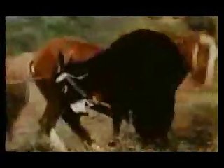 Good Sex With Donkey Animal Sex Zootube365.com 1