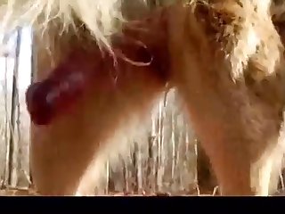 Dry Dog Man