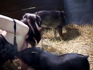 Desi Sex Clips