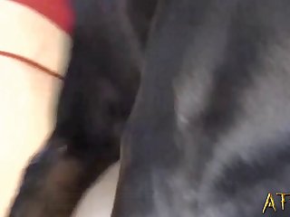 Mansex Dog