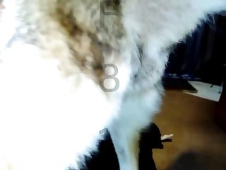 Videos Porno Con Animales