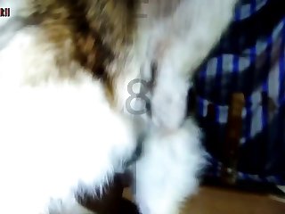 3d Hentai Bestiality Porn