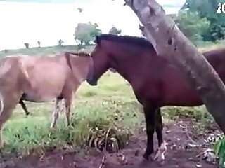 Animal With Human Sex Porn