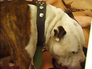 Horse Animal Porn Gif