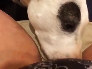 Homemade Teen Animal Porn