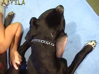 Zoofilia Con Chihuahuas