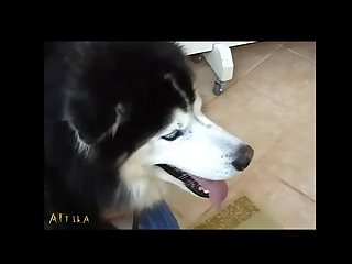 Zoofilia Xxx Con Perro