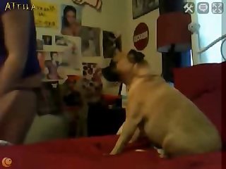 Porno Gay Zoofilia Perro