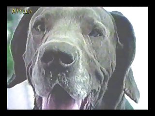 Porno Zoofilia Recopilacion