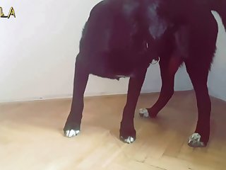 Cumming In Dogs Mouth