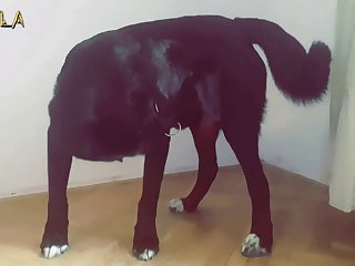 Cumming In Dogs Mouth