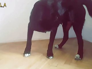 Cumming In Dogs Mouth