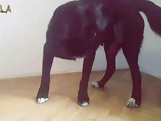 Cumming In Dogs Mouth