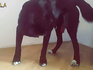 Cumming In Dogs Mouth