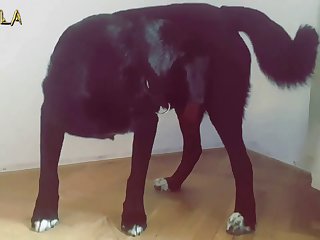 Cumming In Dogs Mouth