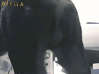 Girls First Dog Fuck Creampie