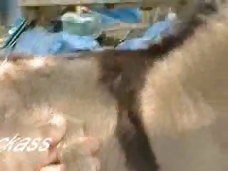 Big Dick Dog Fuck Owner