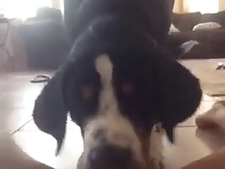 Fuck Man And Dog