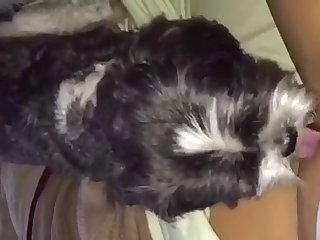 Dog Excited To Fuck Owner
