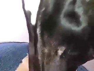 Slut Dog Fuck
