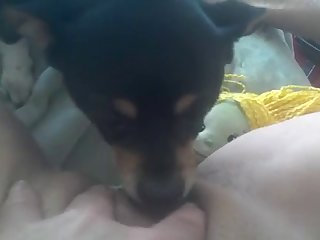 Dog Saying Fuck Vine