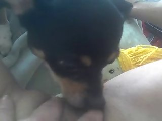 Dog Saying Fuck Vine