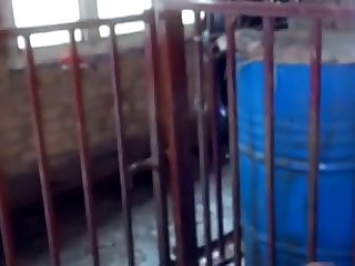 Animal Sex Porn Man