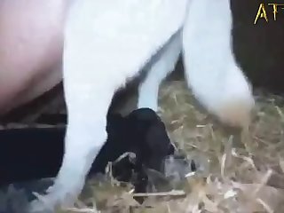 Animal That Changes Sex