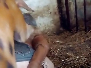 Ebony Animal Sex