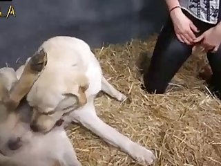 Animal Sex Hd