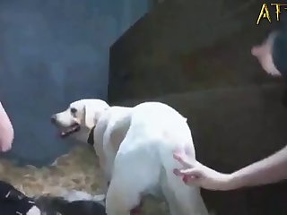 Animal Having Sex With Girls