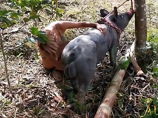 Gay Animal Sex Video