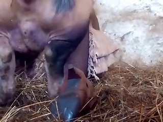 Is Watching Animal Sex Illegal