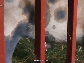 Which Animal Has The Most Sex
