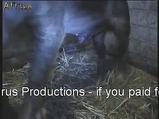 Animal Having Sex With People