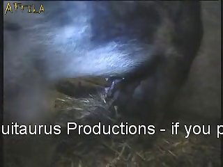 Animal Having Sex With People