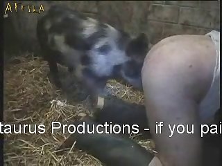 Animal Having Sex With People