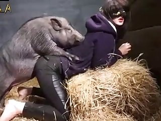 Octopuses May Have The Oldest Sex Chromosomes In The Animal Kingdom Sciencealert Summary