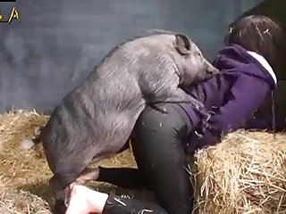 Octopuses May Have The Oldest Sex Chromosomes In The Animal Kingdom Sciencealert Summary