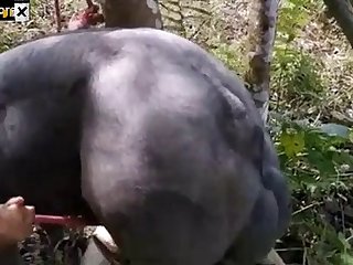 Animal Sex Video Porn