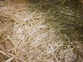 Girl Has Sex With Animal Porn