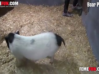 Animal Sex Scenes