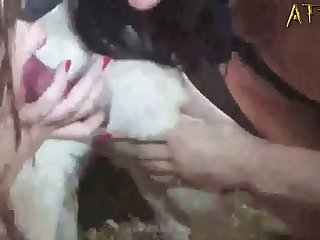 Animal Sex Hors