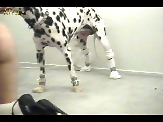 Human Sex Animal Xnxx