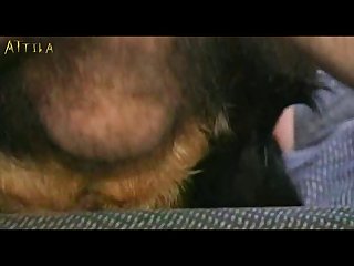 Animal Sex Chimp