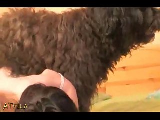 Animal Sex Chromosomes